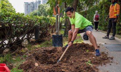 ACCA/NParks Plant a Tree Project